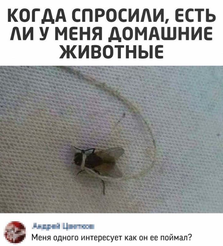 Привязанная муха к верёвке - домашнее животное