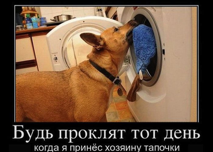 Собака стирает и проклинает, когда принёс тапочки