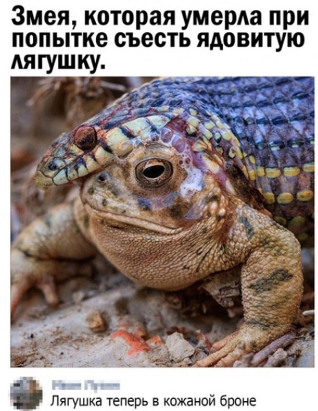 Змея умерла при попытке съесть ядовитую лягушку