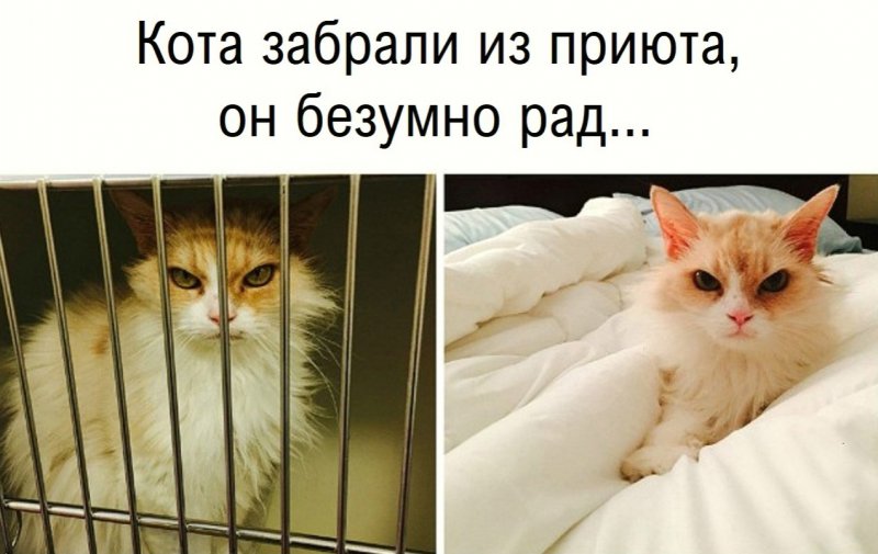 Забрали кота из приюта, а он имеет злобный взгляд