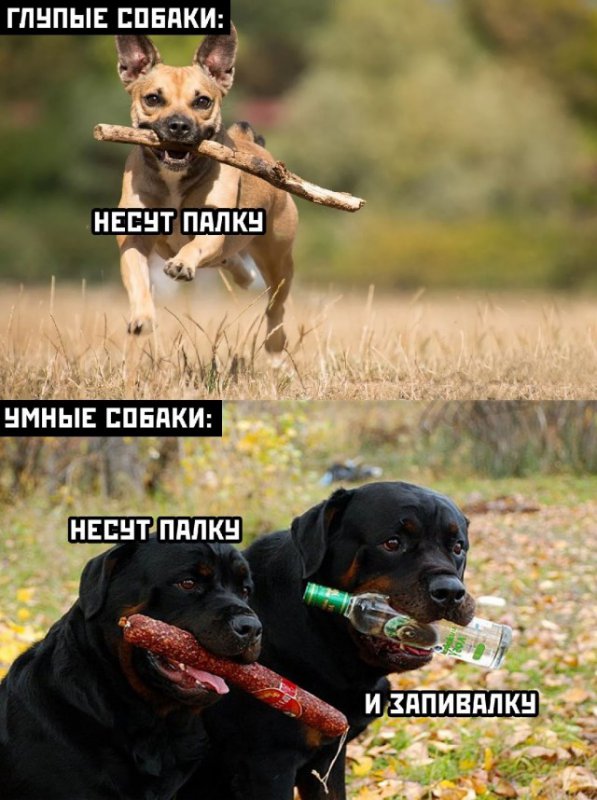 Глупые собаки несут палку, а умные паоку и запивалку