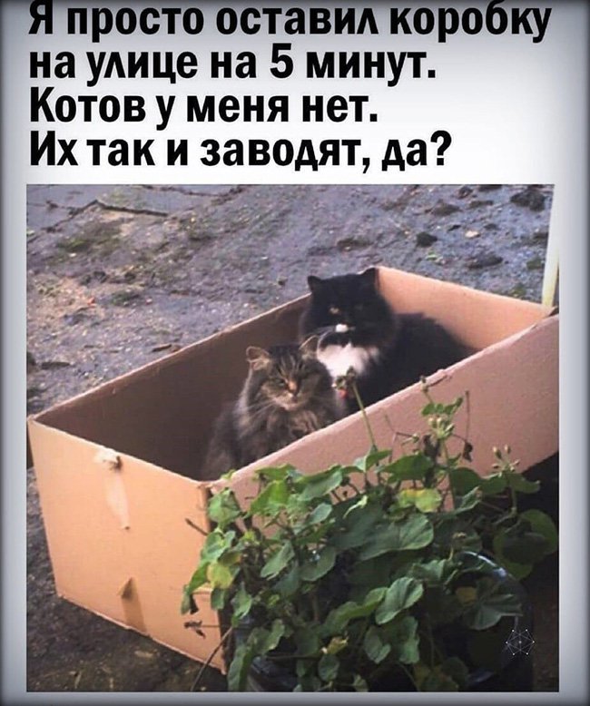 Оставил коробку на улице, и появилось 2 кота