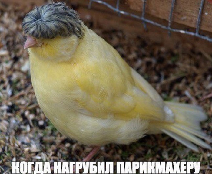 Нагрубил парикмахеру, и канарейку плохо пострыгли