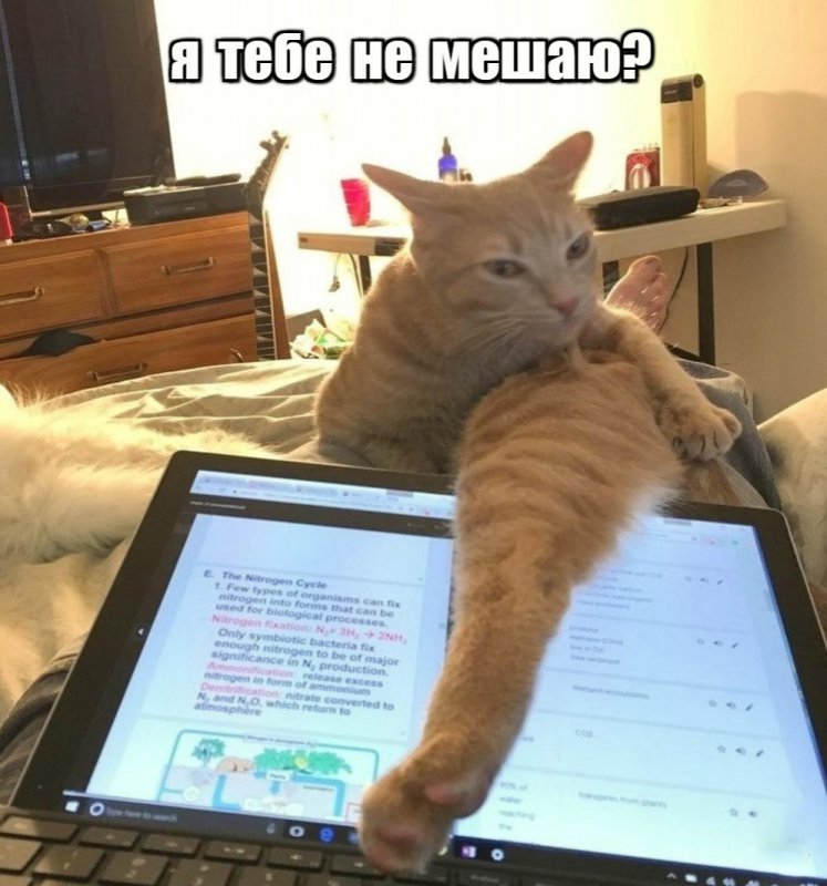 Кот мешает работать за ноутбуком