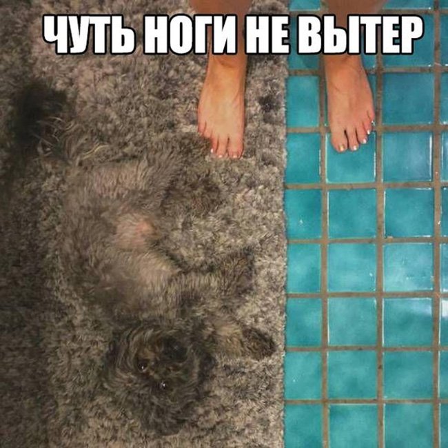 Чуть ноги не вытер об собаку, слилась с ковром