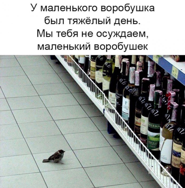 Воробей в магазине сидит напротив вина
