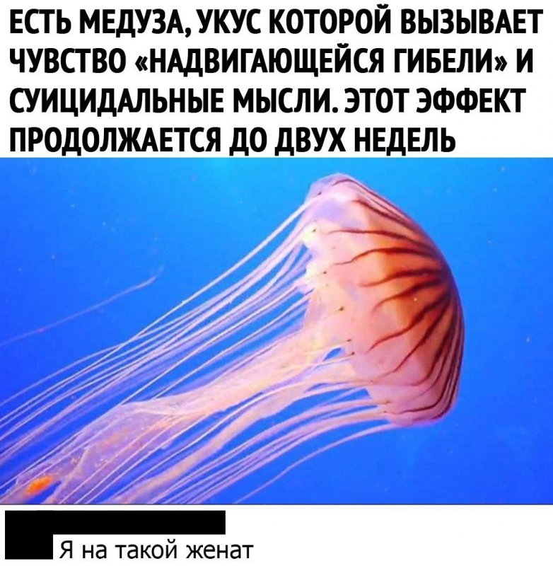 Медуза при укусе создаёт суицидальные мысли
