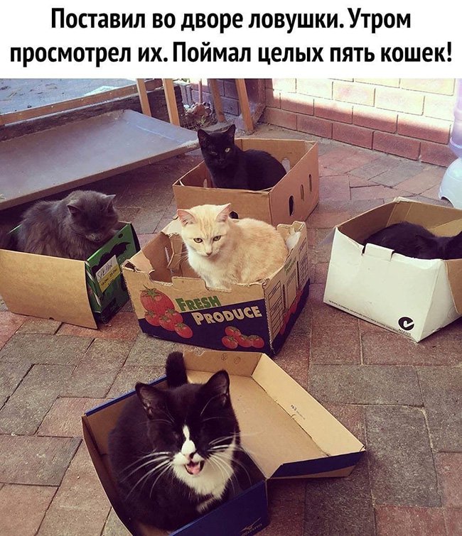 Поставил во дворе коробки, на утро 5 кошек