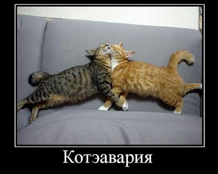 Коты врезались друг в друга