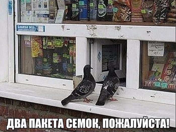 Голуби у ларька покупают два пакета семок