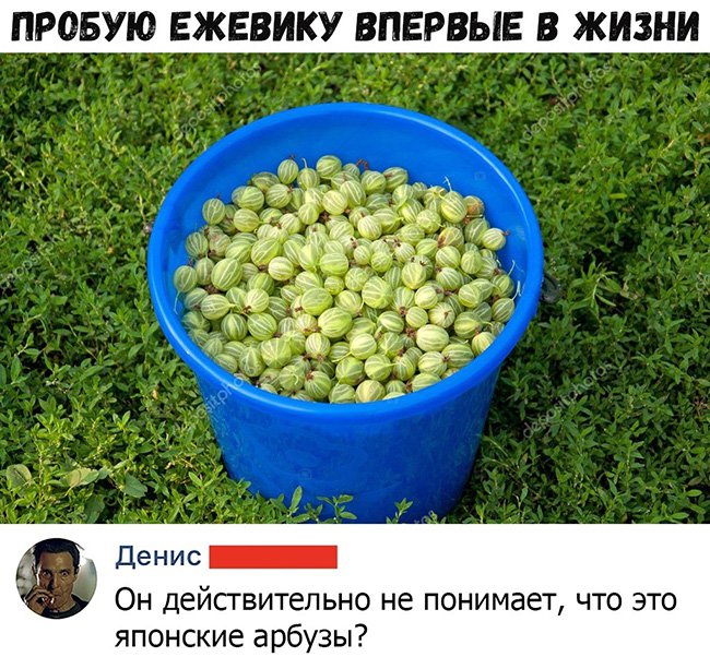 Перепутал крыжовник с ежевикой и японскими арбузами