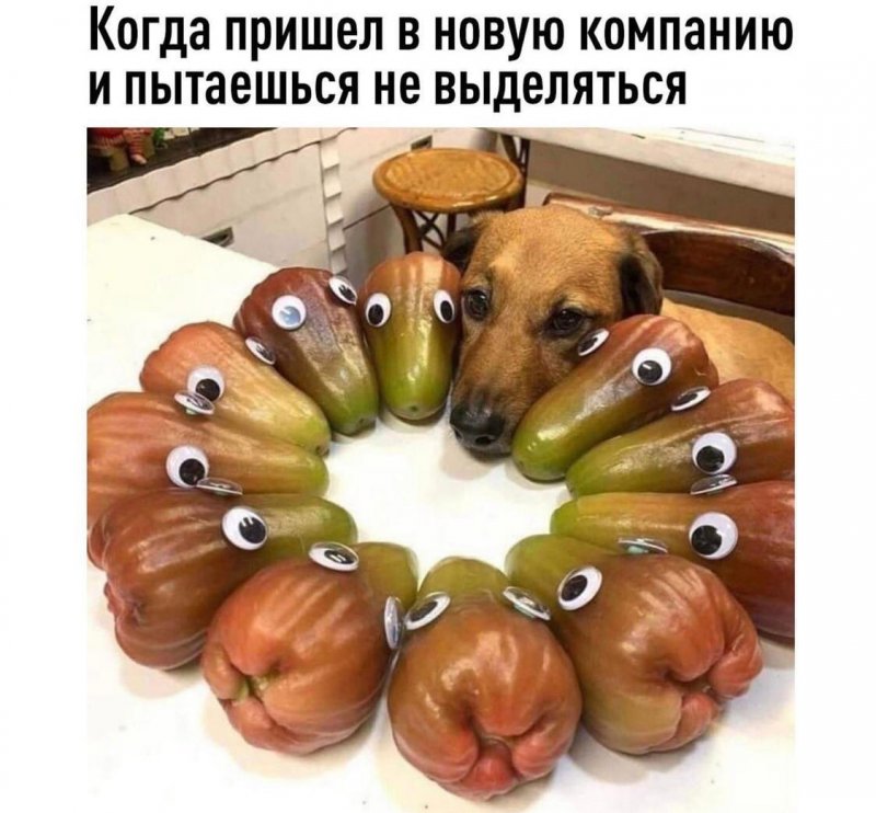 Голова собаки похожа на перец с глазками