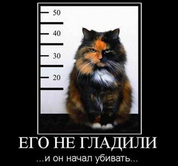 Кота ареставали и меряют его рост