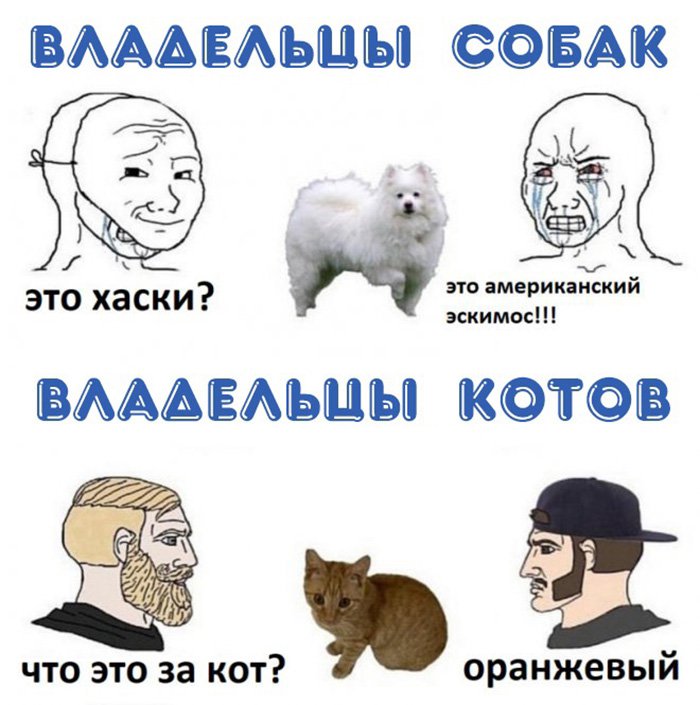 Владельцы собак и владельцы котов, оранжевый кот