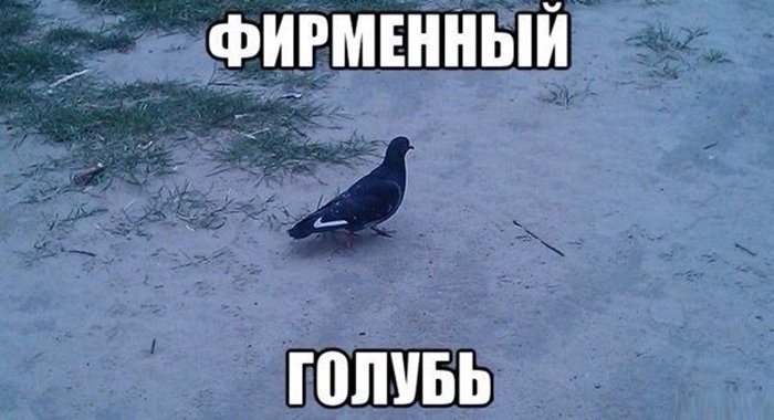 Голубь с логотипом найка